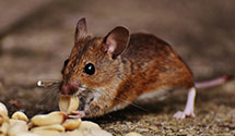 24 Hour & Emergency Exterminators in Naval Air Warfare Ctr, CA